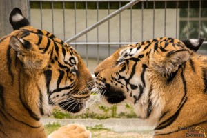 Tiger_klein